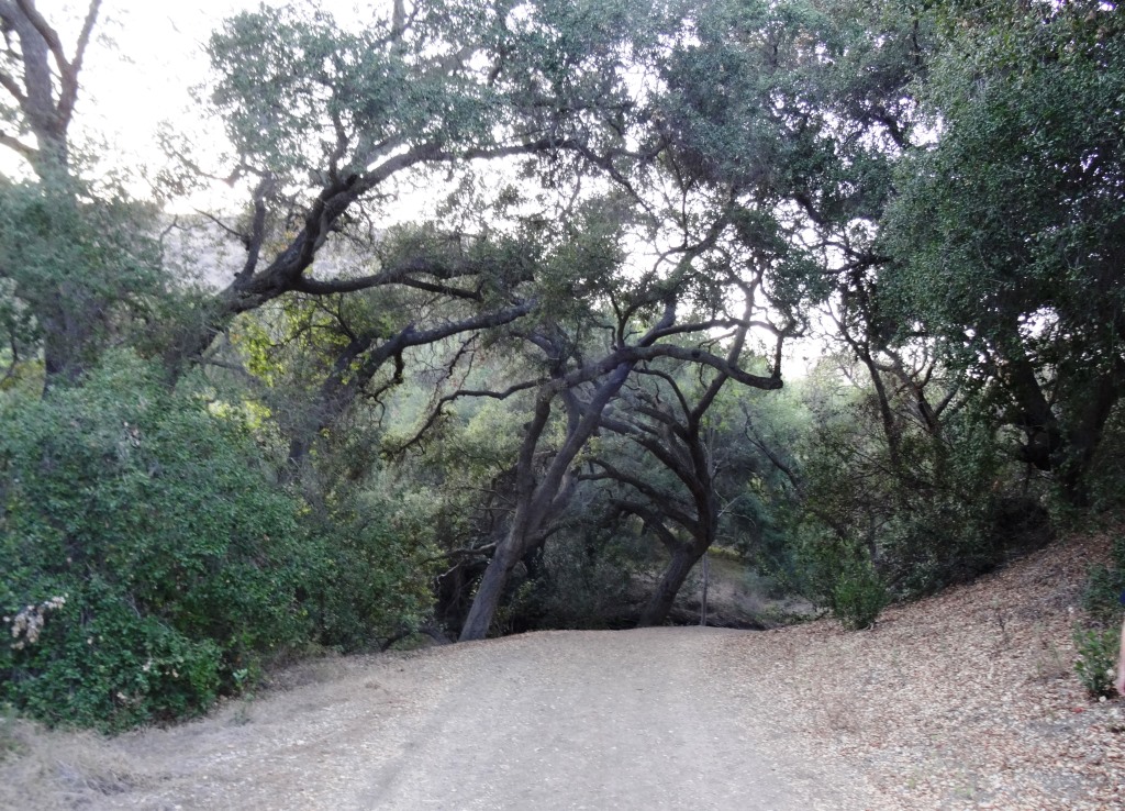 The Wildwood Canyon Trail is pretty cool. Fairly flat, wide and runs along a creek. The water they say is mostly urban runoff but fun to check out up close with the kids.