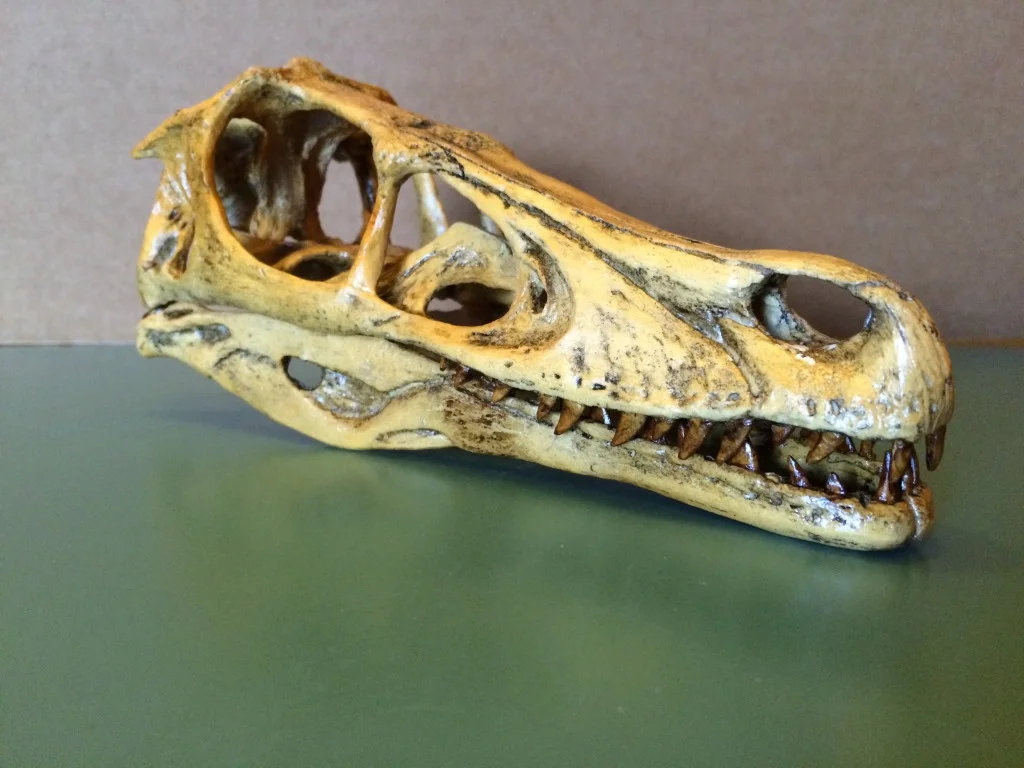 Skull (Cast) of a Velociraptor (Velociraptor mongeoliensis). Actual size of the late Cretaceous dinosaur. Gobi Desert of Mongolia and China. 