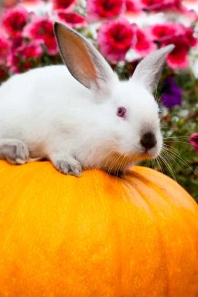 Pumpkin Patches in Ventura County and Adjacent Areas
