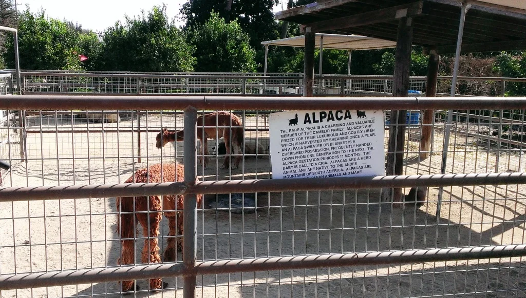 Alpacas at the Somis Animal Center