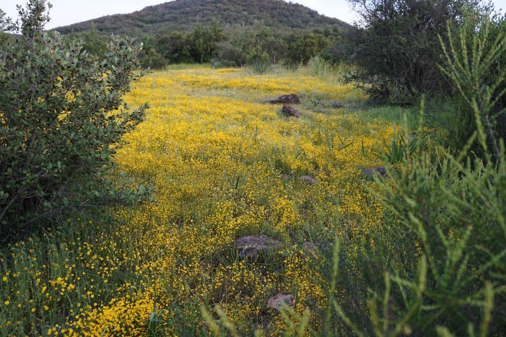 Pretty flowers off the Pentachaetta Trail in March 2016.