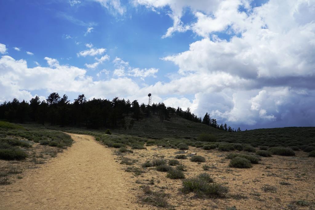 At this juncture of the trail, you will notice a radio tower up ahead at the summit of Mt. Pinos