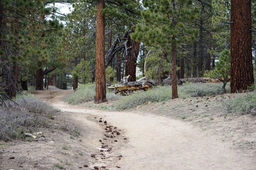 Trail to the Mt. Pinos summit is largely tree-lined. You may trip on a pine cone or two!