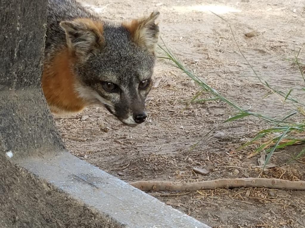 This timid island fox swung by our picnic spot at Scorpion Ranch. National Park Service asks the public not to feed the wildlife for a variety of reasons, and we obliged.