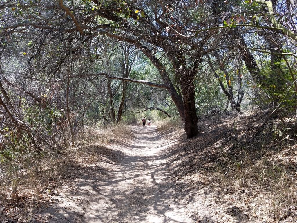 Much of the trail looks like this; canopied by oaks and shrub.