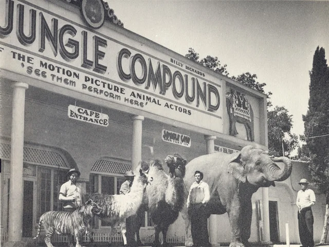 In between Goebel's Lion Farm and Jungleland, from 1946 to 1955 the tourist destination was called the "World Jungle Compound" (Courtesy of CONEJO THROUGH THE LENS, THOUSAND OAKS LIBRARY.)