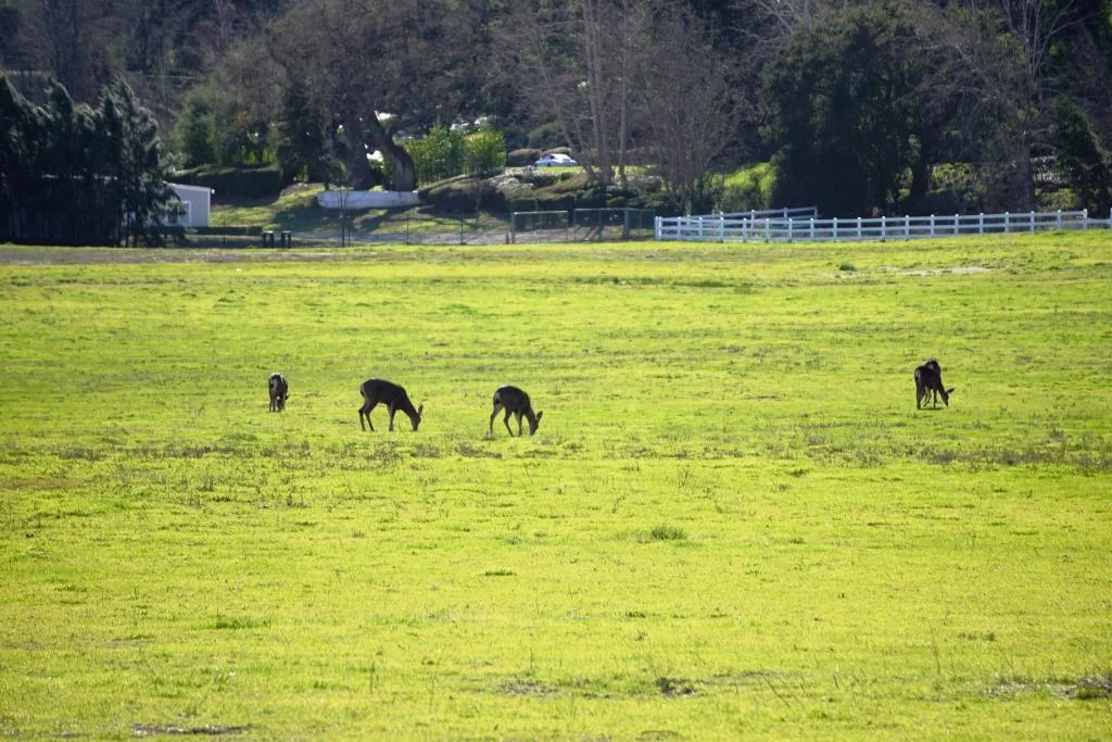 Deer enjoying the green in Hidden Valley