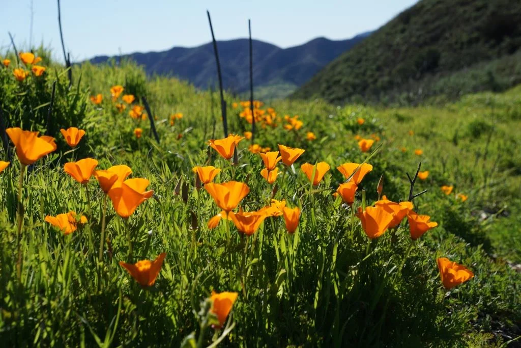 Orange beauties can often be seen in the March time frame off the Saddle Pass Trail south section.