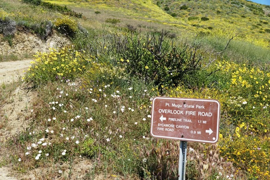 The wonderful scent of wildflowers off of the Scenic Trail, seen here near the junction of Overlook Fire Road, is well worth going out of your way for in the spring.