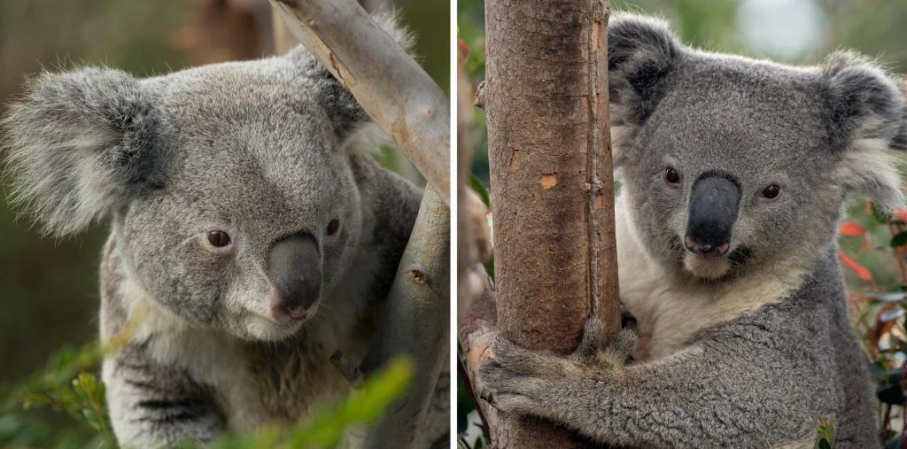 SB Zoo Thackory and Edmund.jpg
