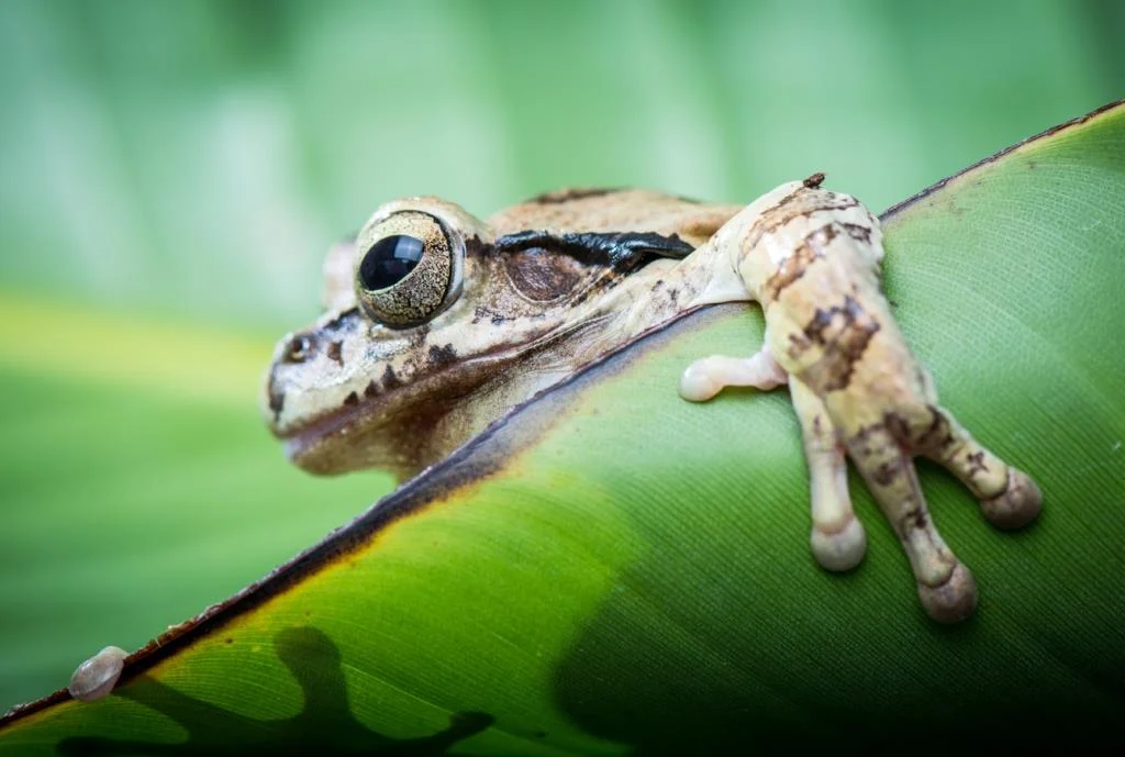 Robert Houchen’s image of a tree frog emerging from behind a leaf.