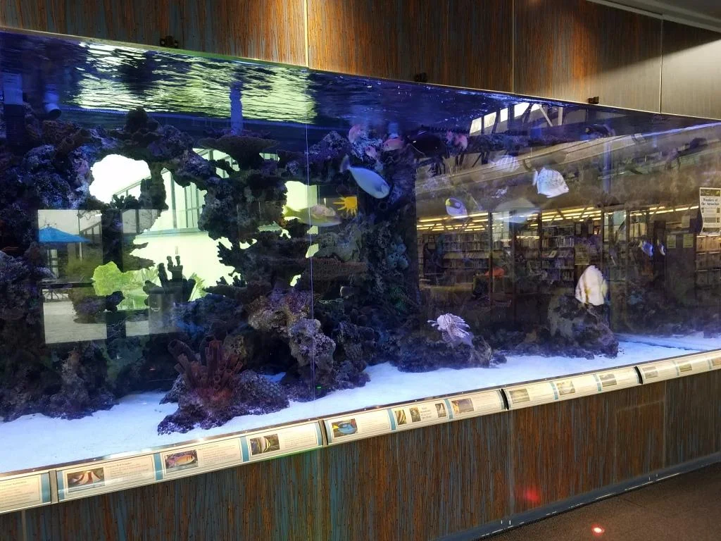 The 3,600 gallon saltwater aquarium.