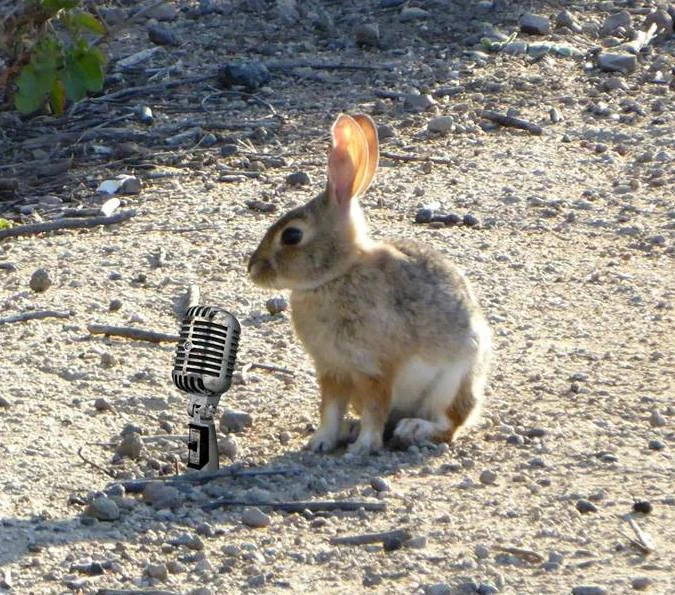 singingbunny.jpg