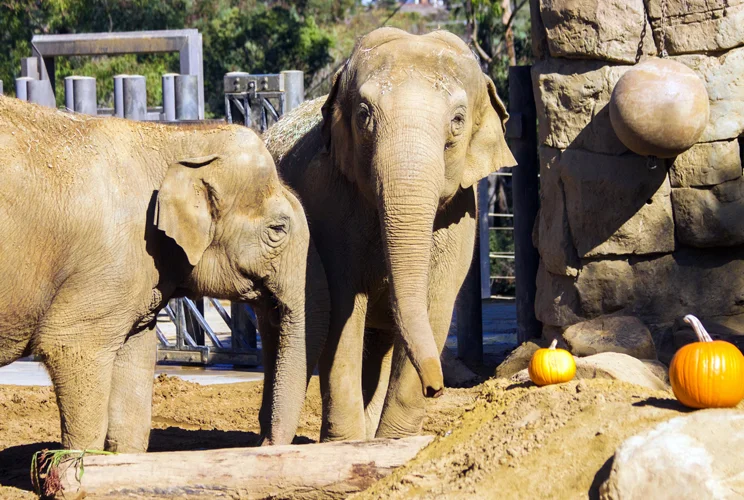 Sujatha pictured here on the right (Photo Credit: SB Zoo)
