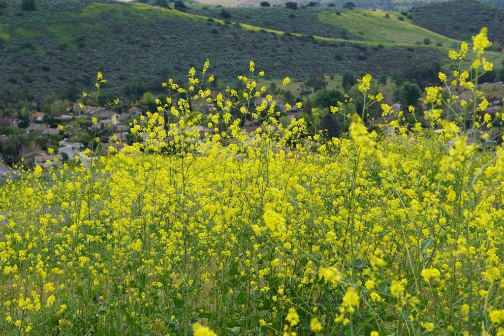 Hillcrest Open Space