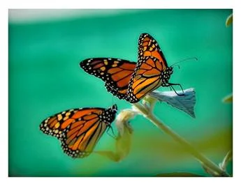 Monarch (Photo by Gary Robinson)