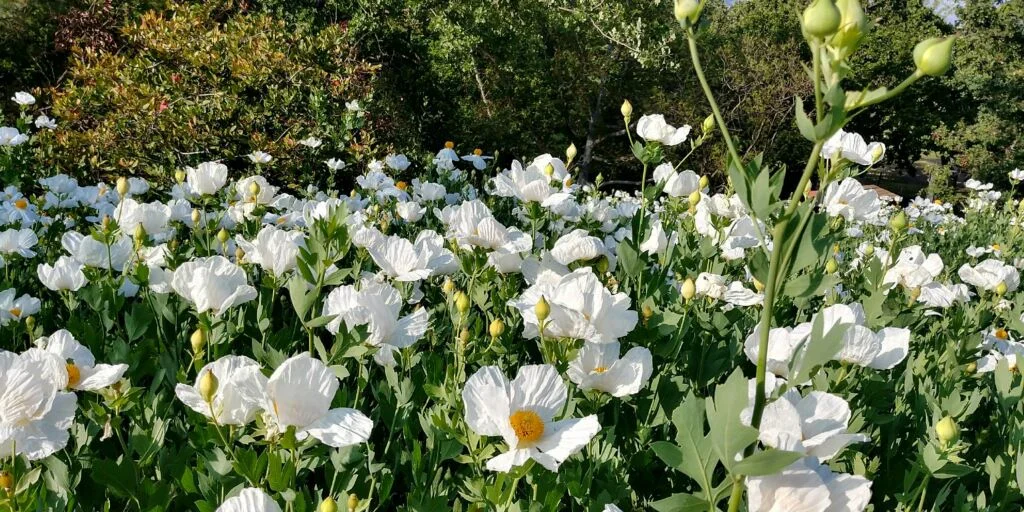 matilijapoppyfest.jpg