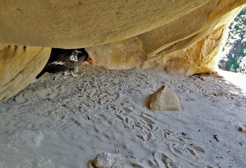Female California condor 563 stands over her newly hatched chick on April 10 in a nest cavity now fitted with a live-streaming video camera in the Pole Canyon area of the Hopper Mountain National Wildlife Refuge. Bluish colored egg fragments are visible. Credit: Pacific Southwest Region USFWS.