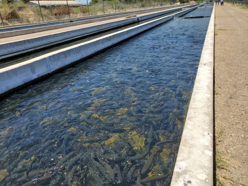 State Fish Hatchery in Fillmore — Conejo Valley Guide