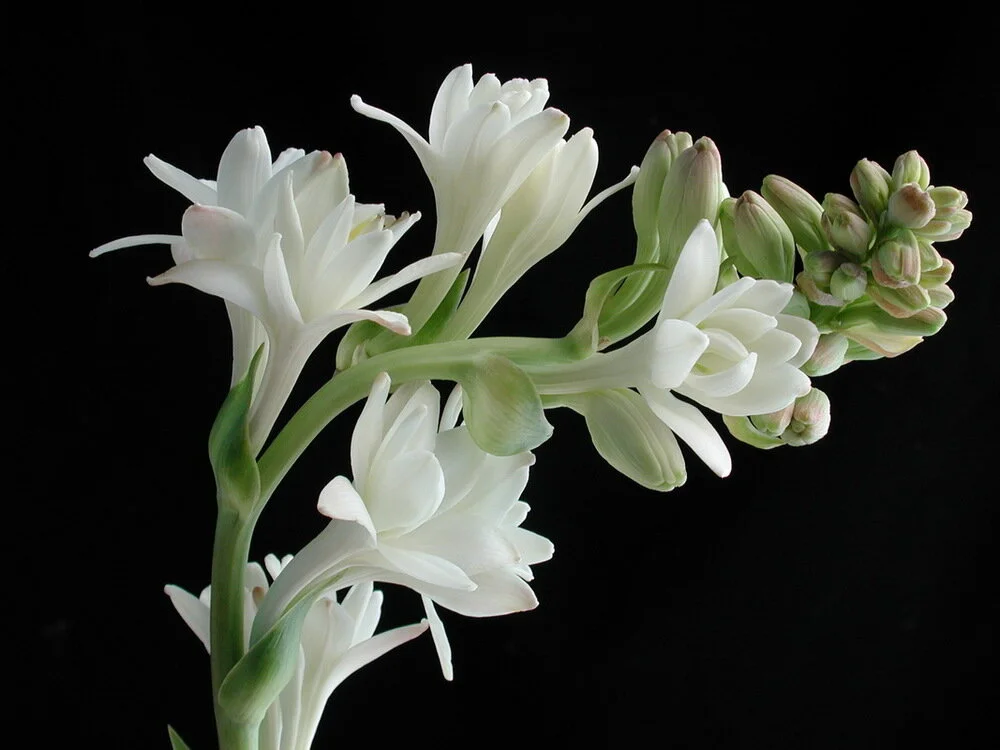Tuberose.jpeg