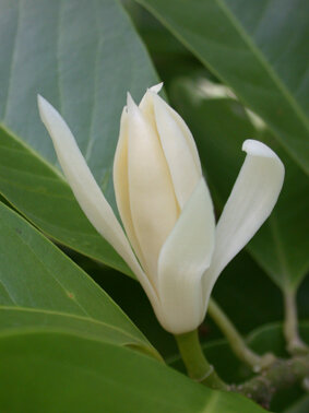 Magnolia (Michelia alba) Essential Oil, 5 mL - House of Pure