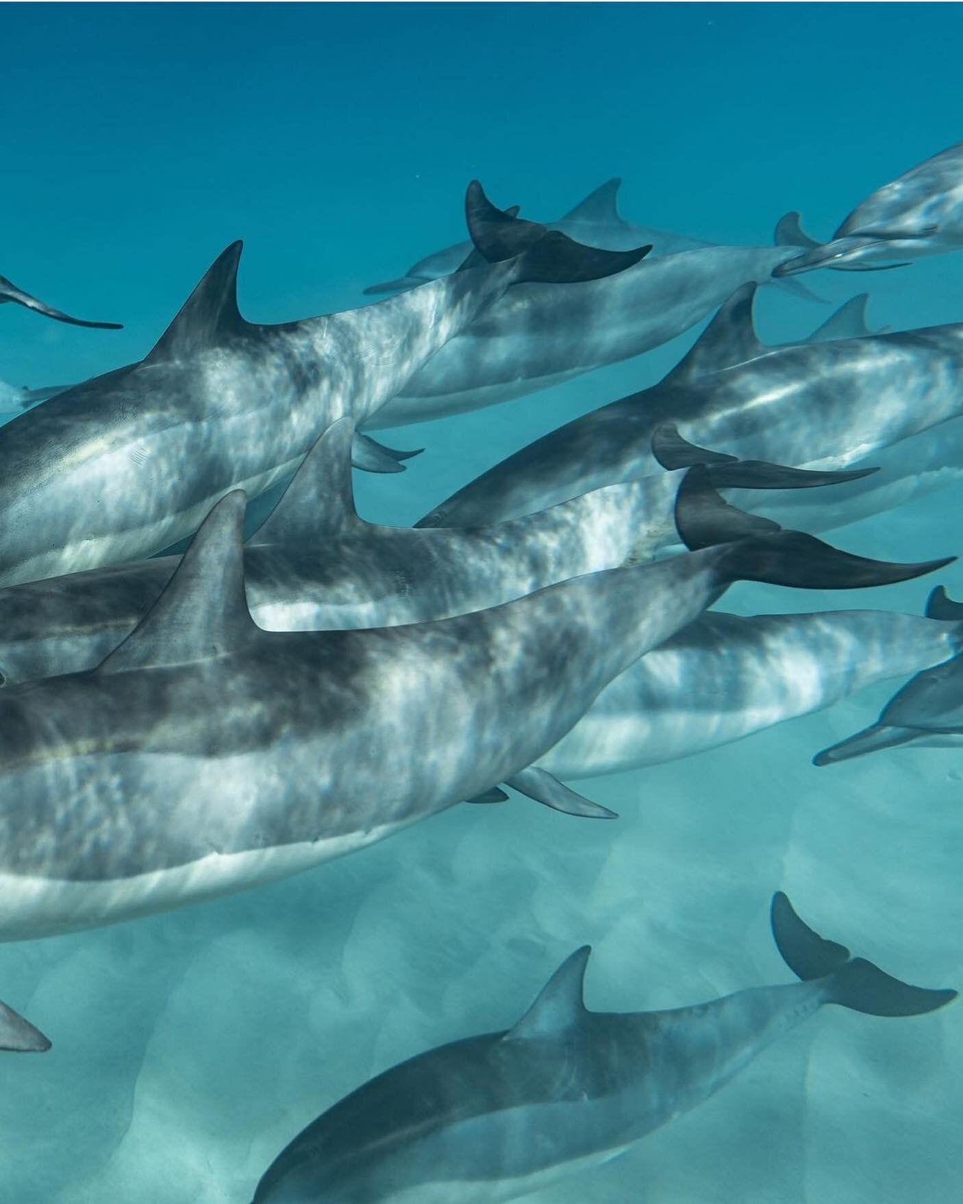 How amazing would it be to be this close to these majestic creatures?
PC @chaualoha
..
..
#pualanibeauty #Hawaii #Hawaiian #natural #organic #skincare #beauty #fromhawaii #santacruz #madeinsantacruz #handmade  #beachlife #hawaiistagram #livealoha #re