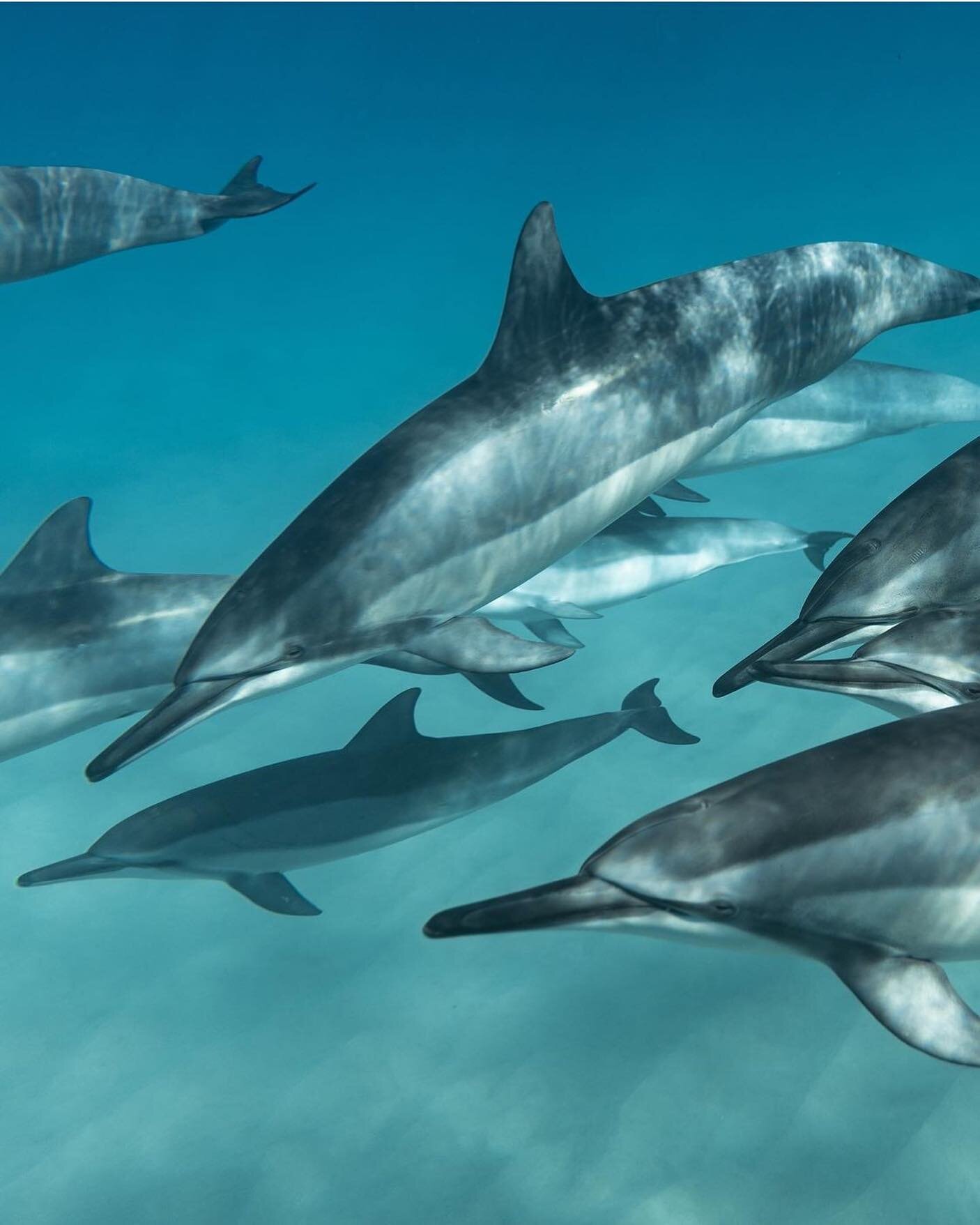 How amazing would it be to be this close to these majestic creatures?
PC @chaualoha
..
..
#pualanibeauty #Hawaii #Hawaiian #natural #organic #skincare #beauty #fromhawaii #santacruz #madeinsantacruz #handmade  #beachlife #hawaiistagram #livealoha #re