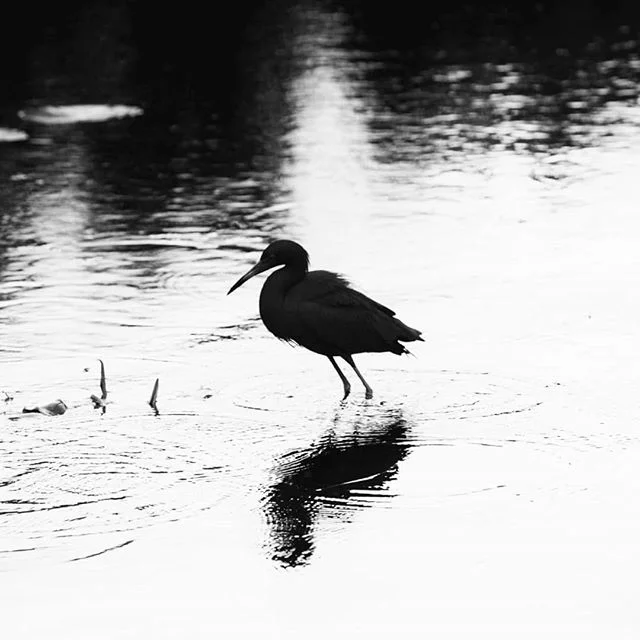 Beauty is eternity gazing at itself in a reflection, but you are eternity and you are the reflection .
.
.
.
.

#kahlilgibran #goodreads #thoughtoftheday #blackandwhite #bnwphotography #artoftheday #naturephotography #exploretocreate  #birdwatching #