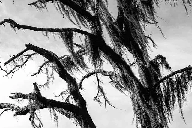 he whispered things he needed to tell

he emptied his soul, an echoed well

it stood by each moon and sun fall 
that old tree has seen it all,

under its branches his thoughts impel 
through the sorrows of life he mustn't dwell - cosmiccapture