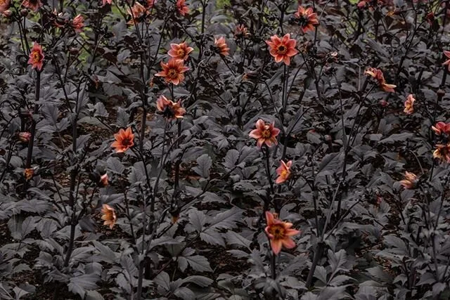 Dahlia bishop of oxford in the garden oasis of biltmore .
.
.

#visualsoflife #agameoftones #flowersofinstagram #garden #gardeninspiration #dahlia #moodygrams #ncoutdoors #visitnc #biltmoreestate @visitnc #moodyports #biltmore @biltmoreestate #blackf