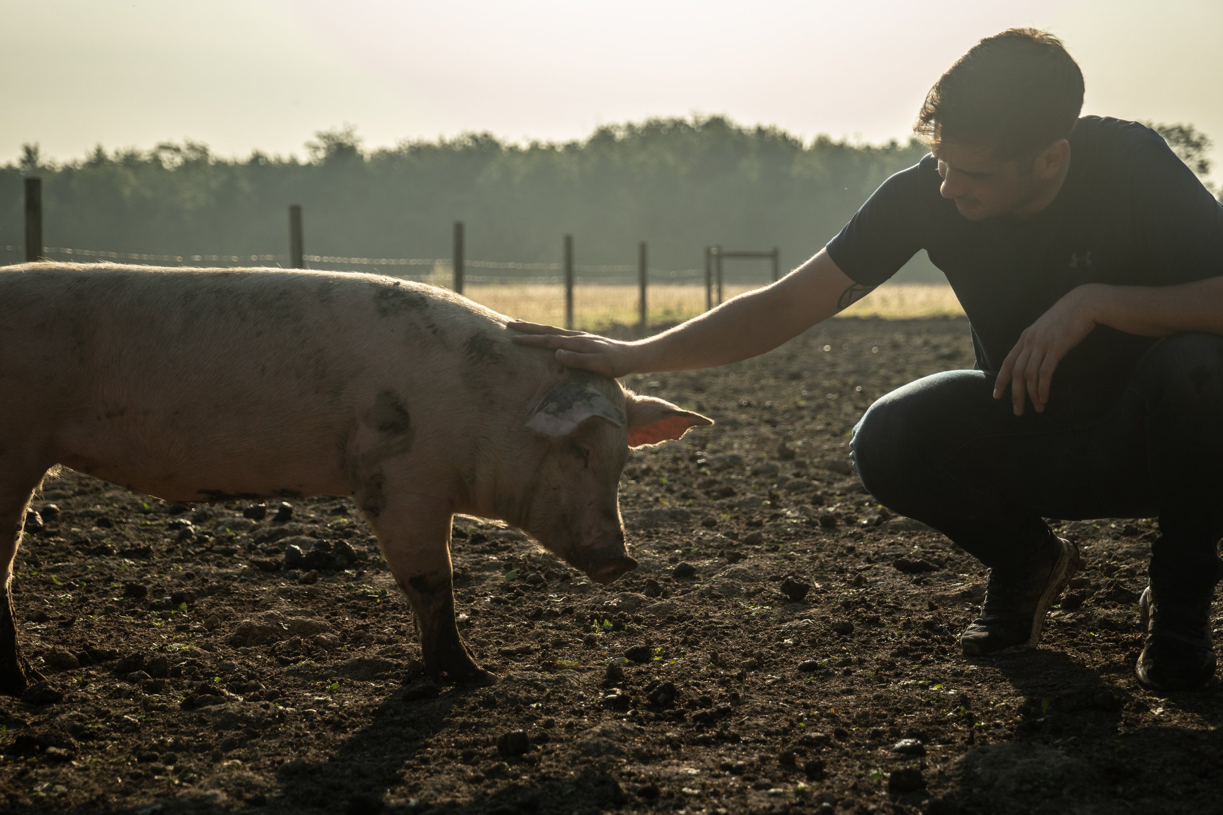 Wooded_pig_04.jpg