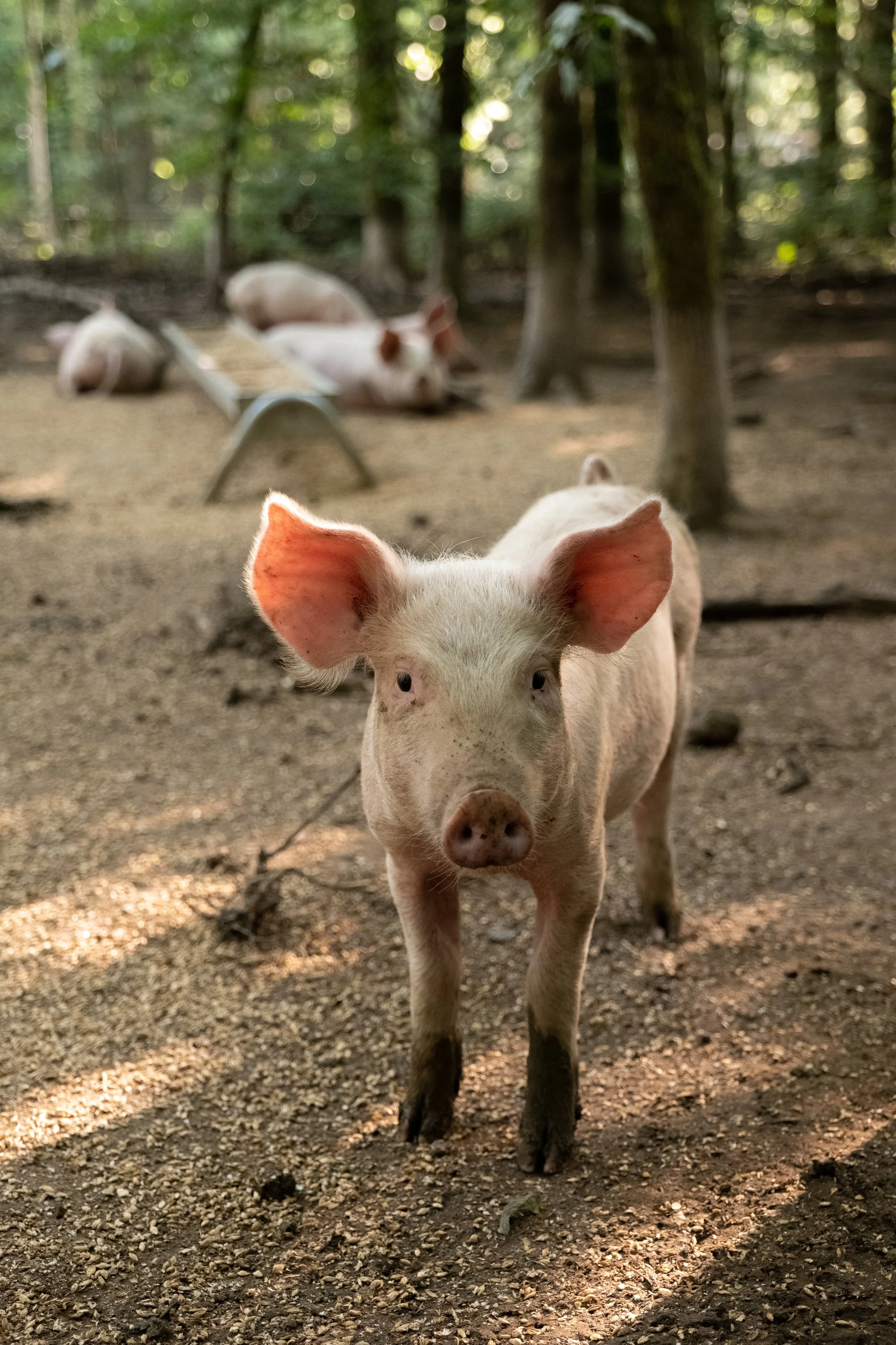 Wooded_pig_10.jpg