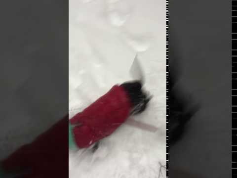 Zoey enjoying the snow and getting stuck