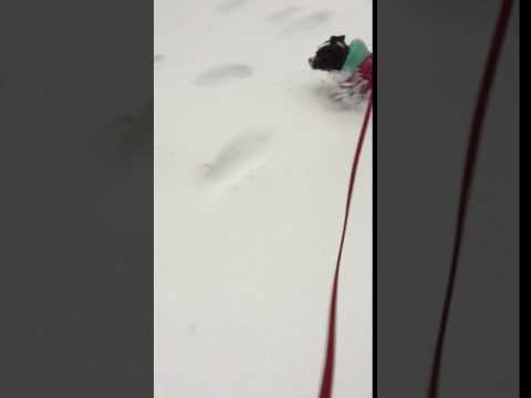 Zoey enjoying the snow