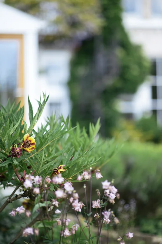 Flowers_1JJ9675.jpg