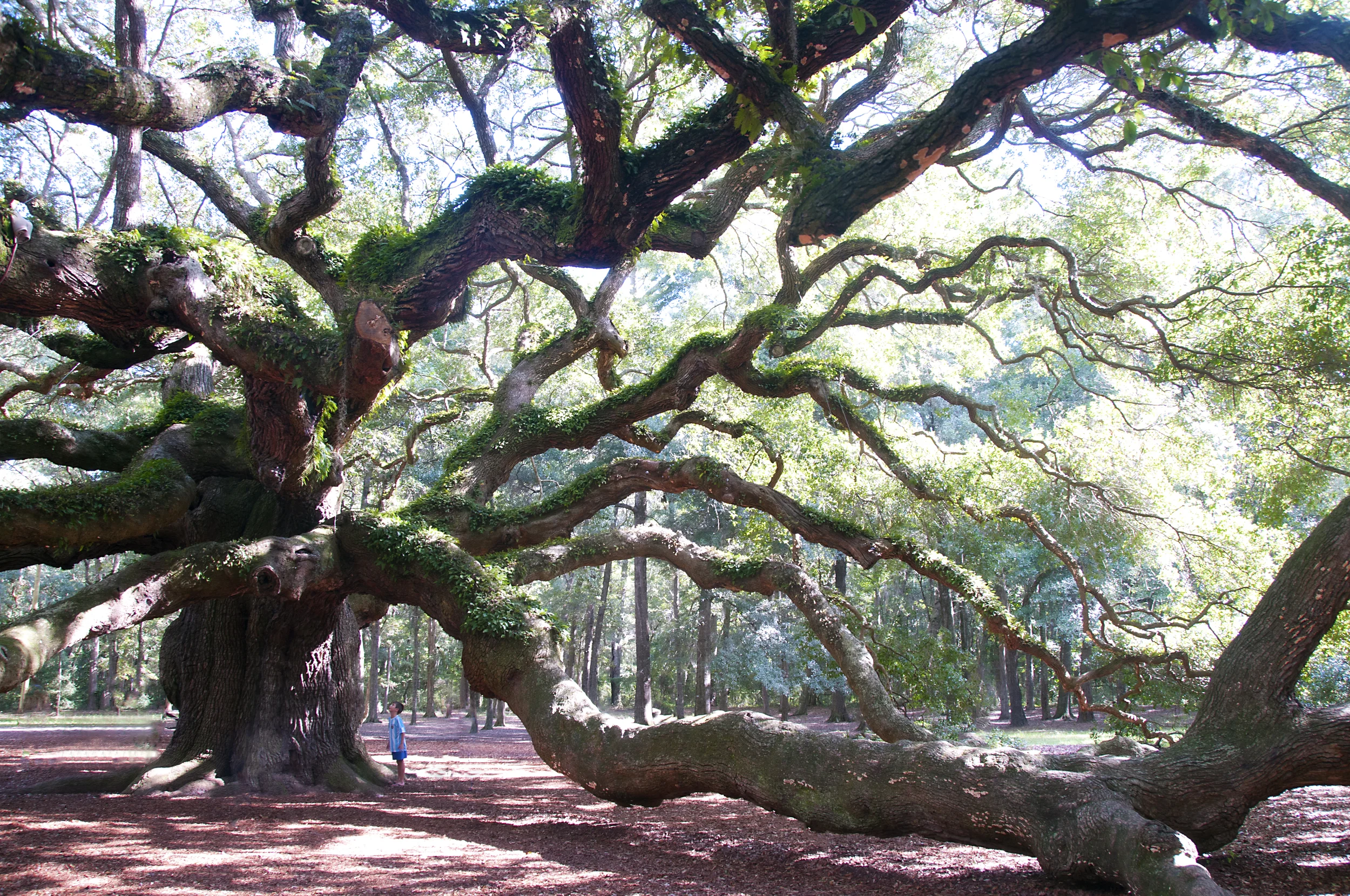 Angel Oak