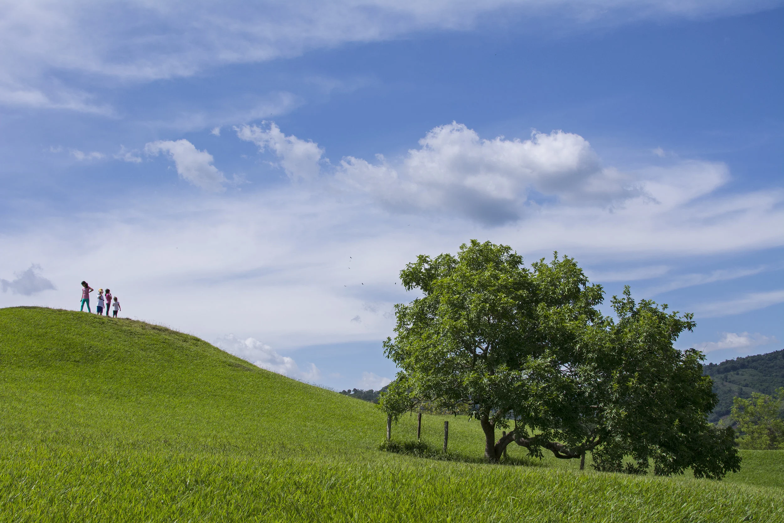 Carpet of Green