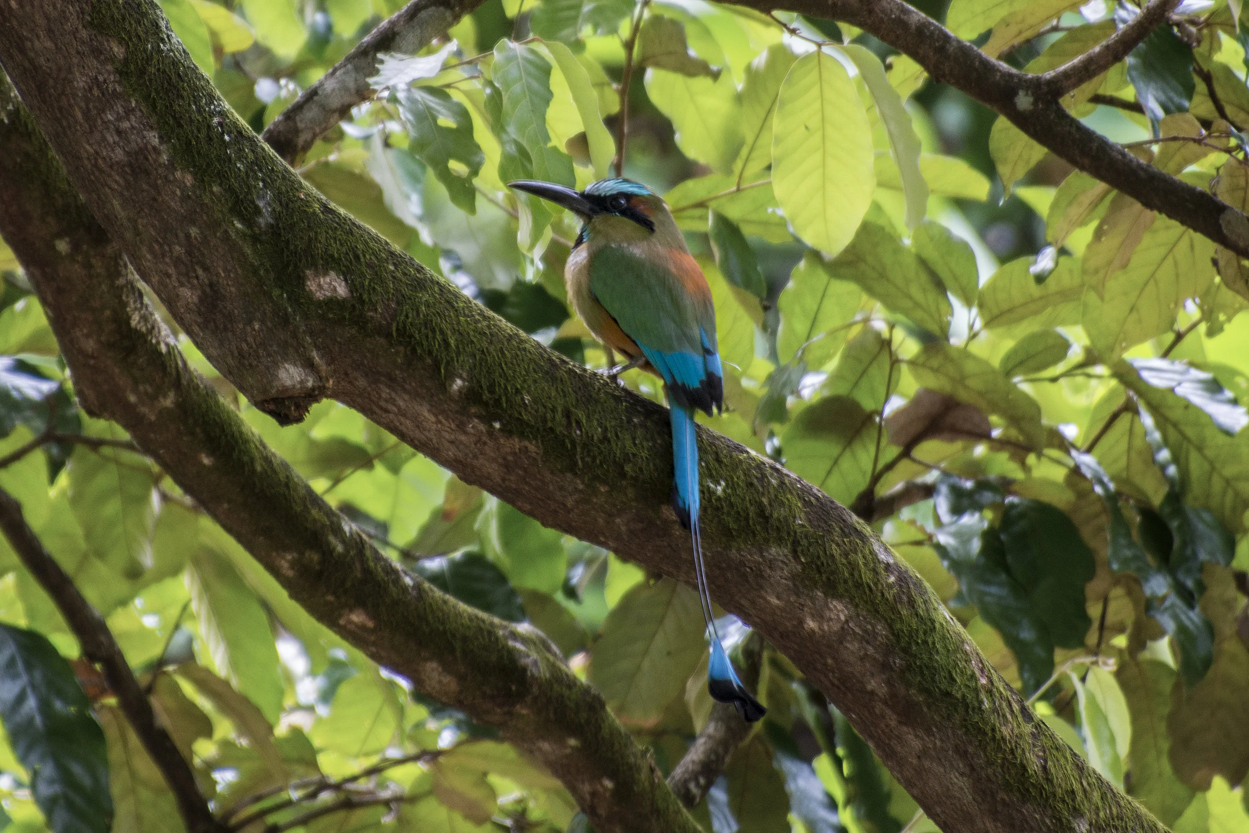  Jocaitique, El Salvador; 2016 