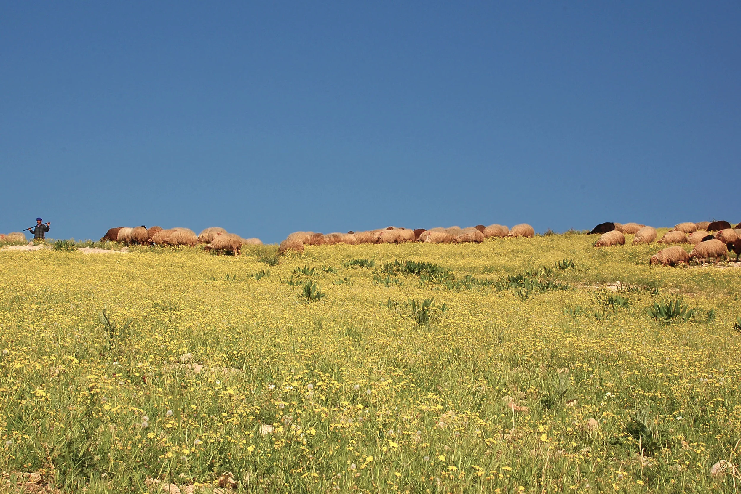 Shepherd and Flock