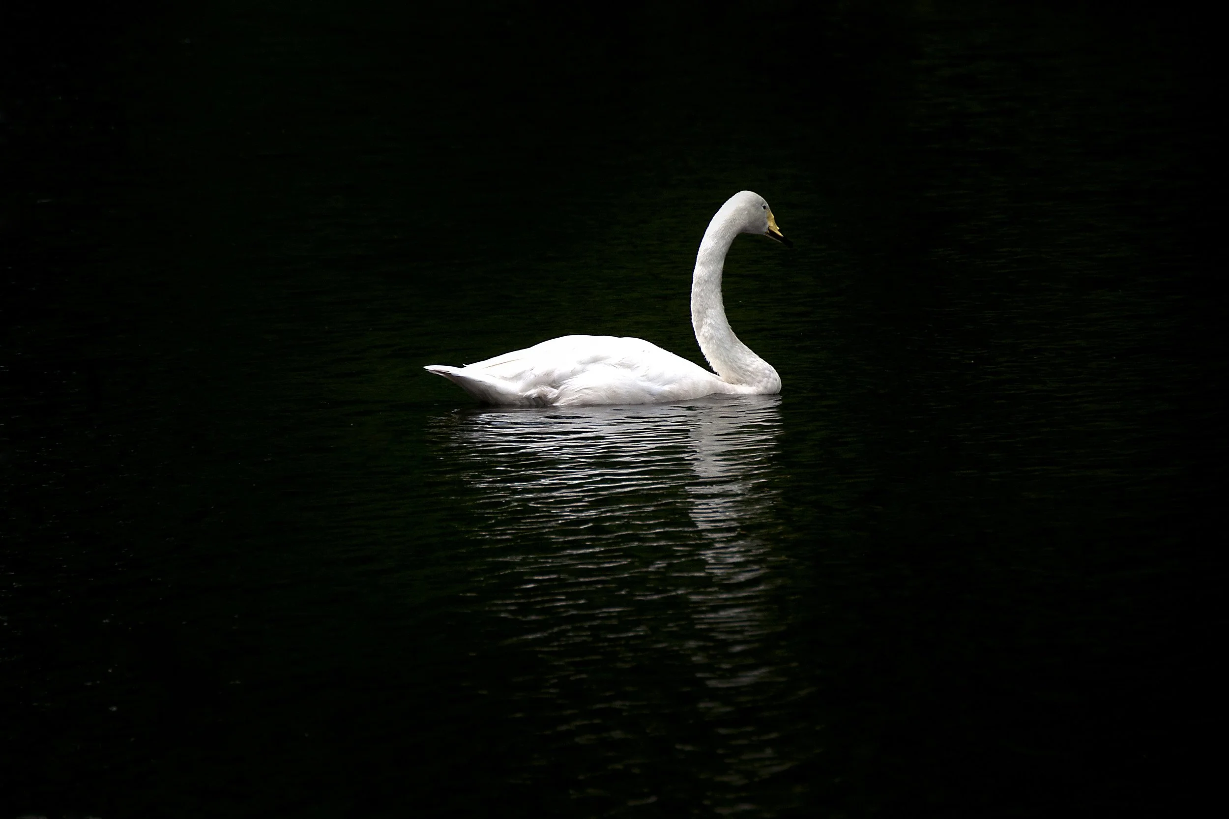 White Swan on Black