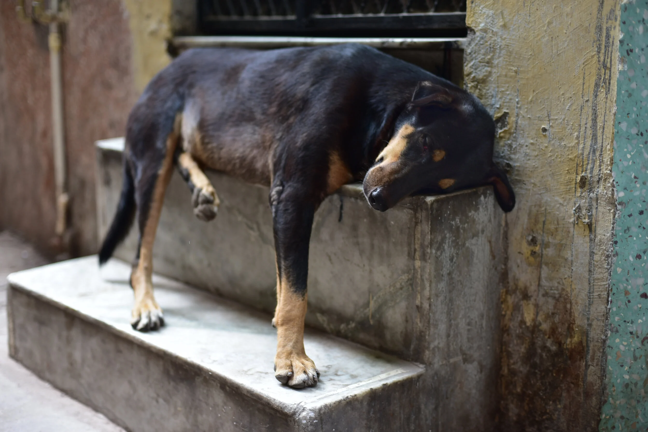  Delhi, India; 2017 