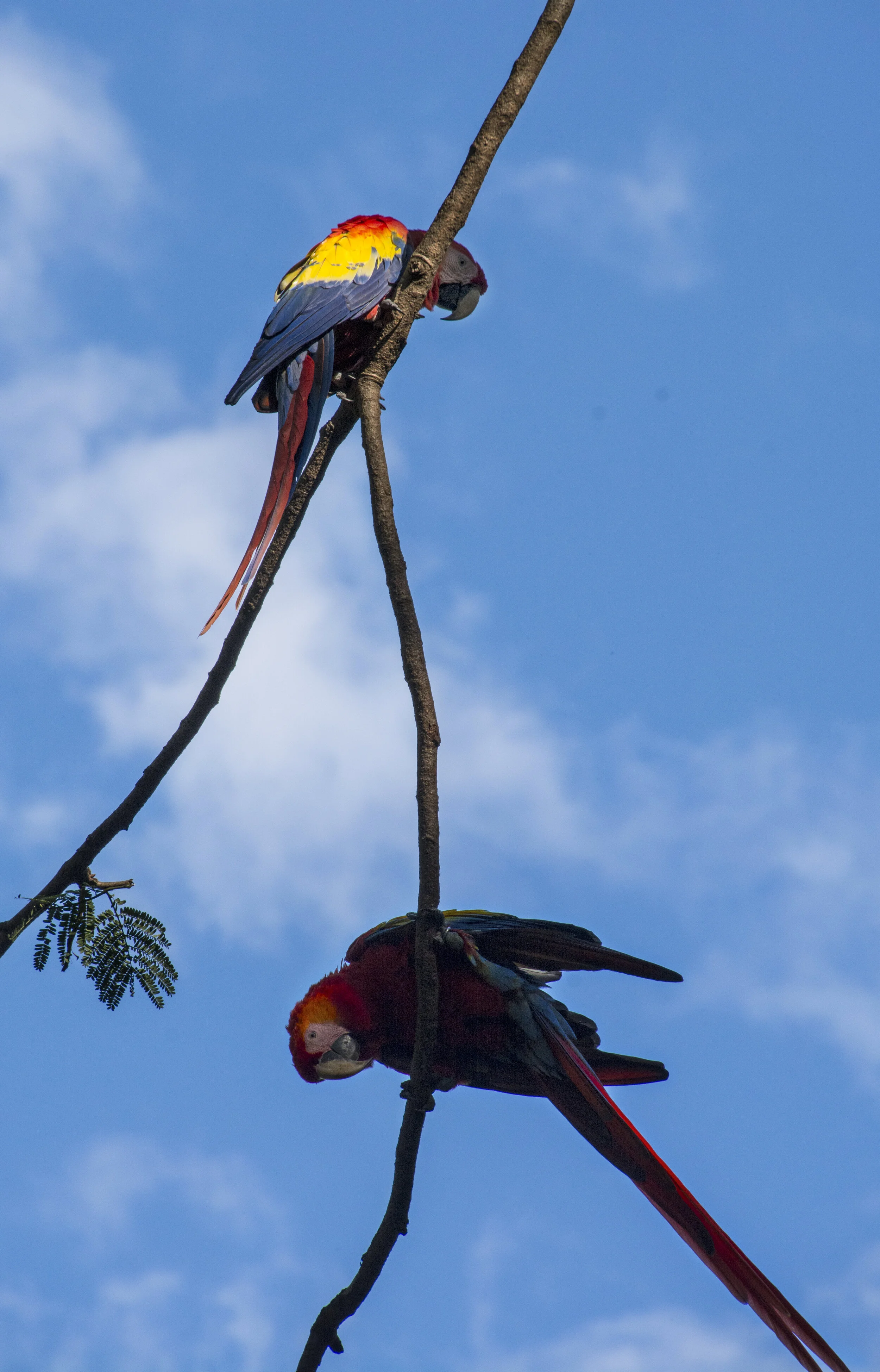  Copan, Honduras; 2015 