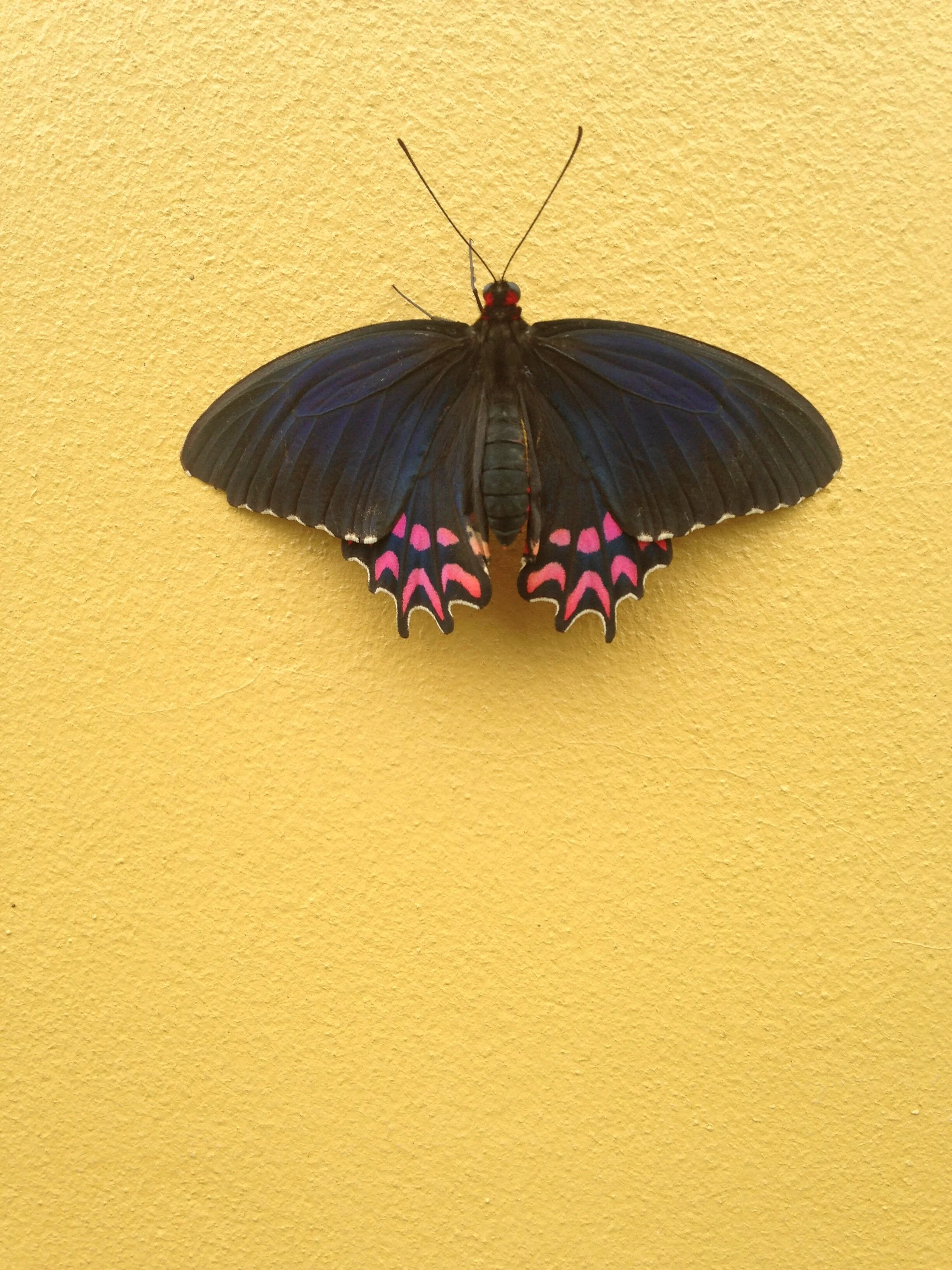  Antiguo Cuscatlan, El Salvador; 2016 