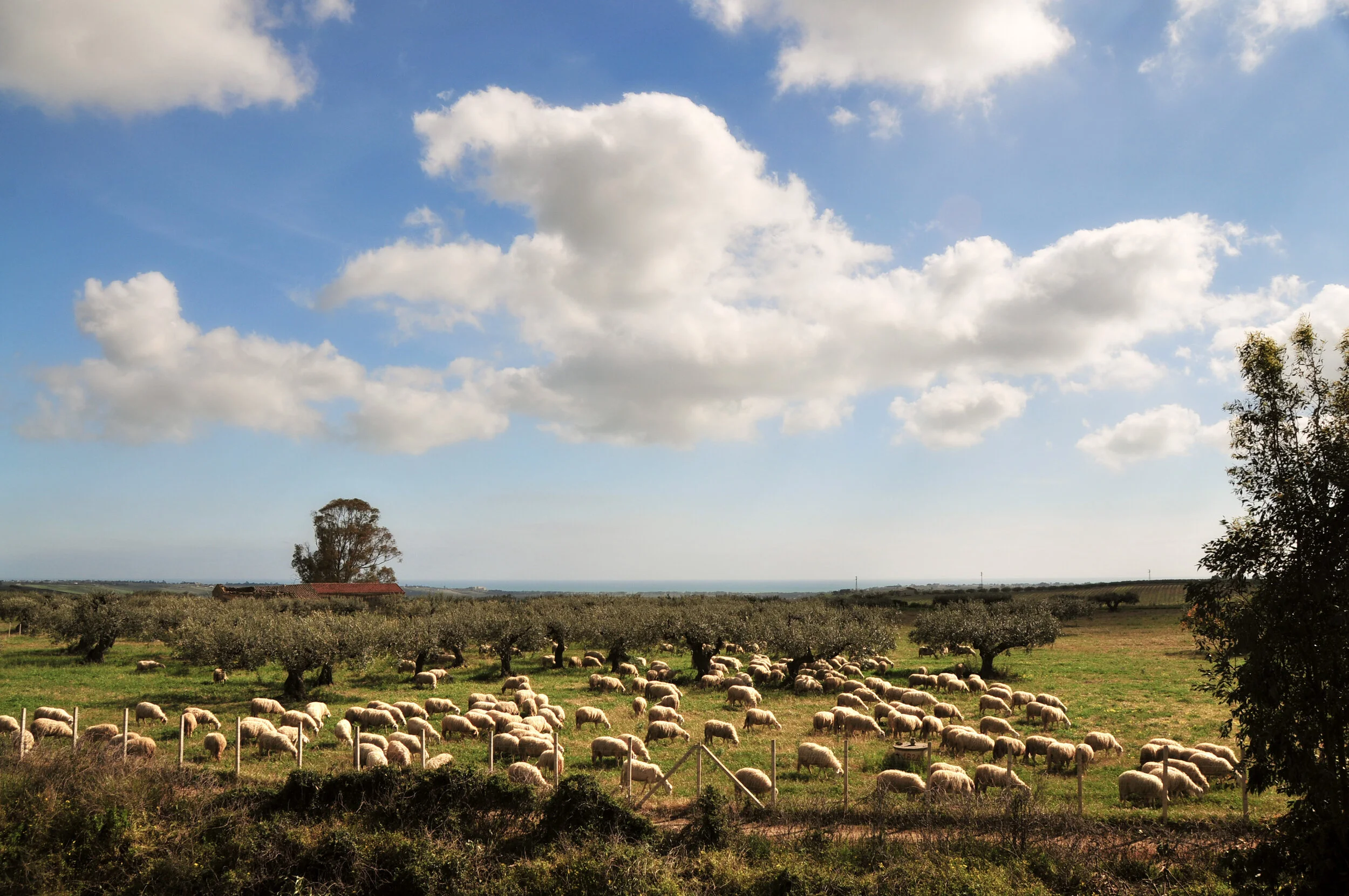  Strasatti, Sicily; 2013 