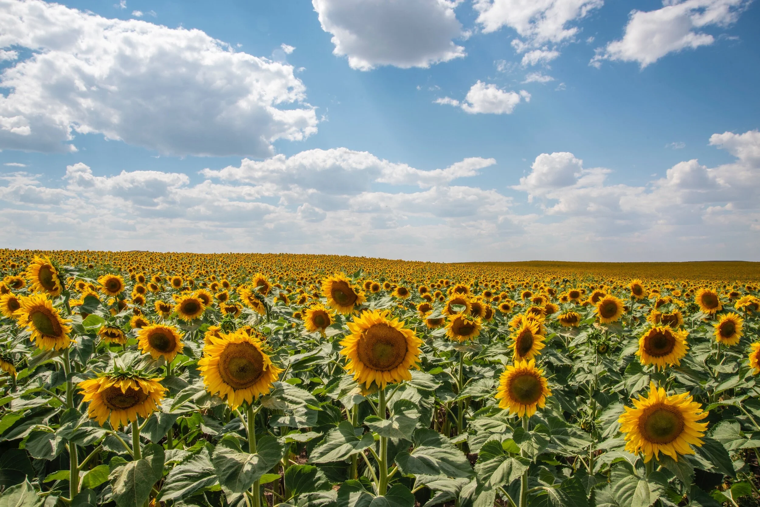  Ladner, North Dakota; 2018 