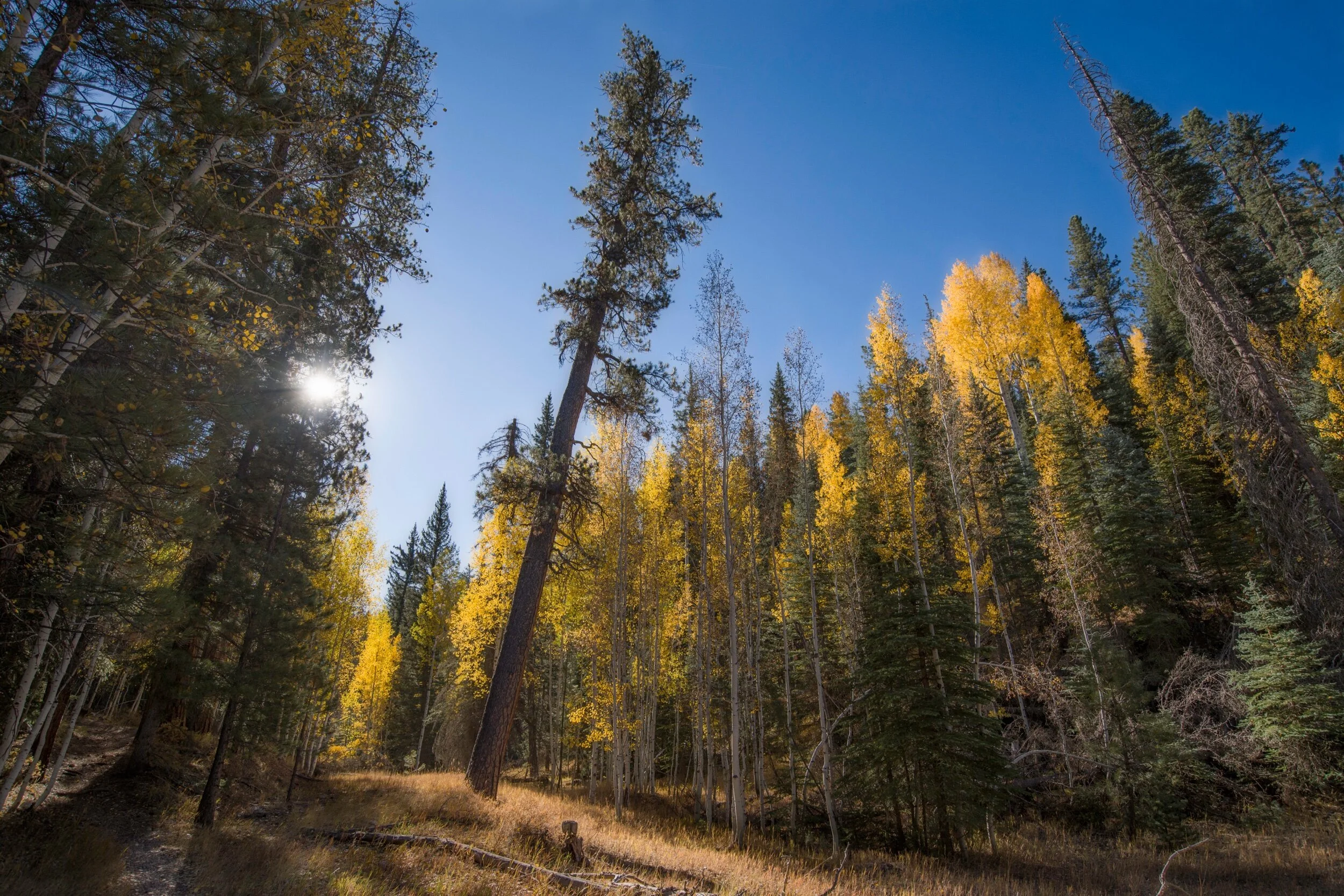  Rainbow Ridge Trail; Arizona; October 2020 