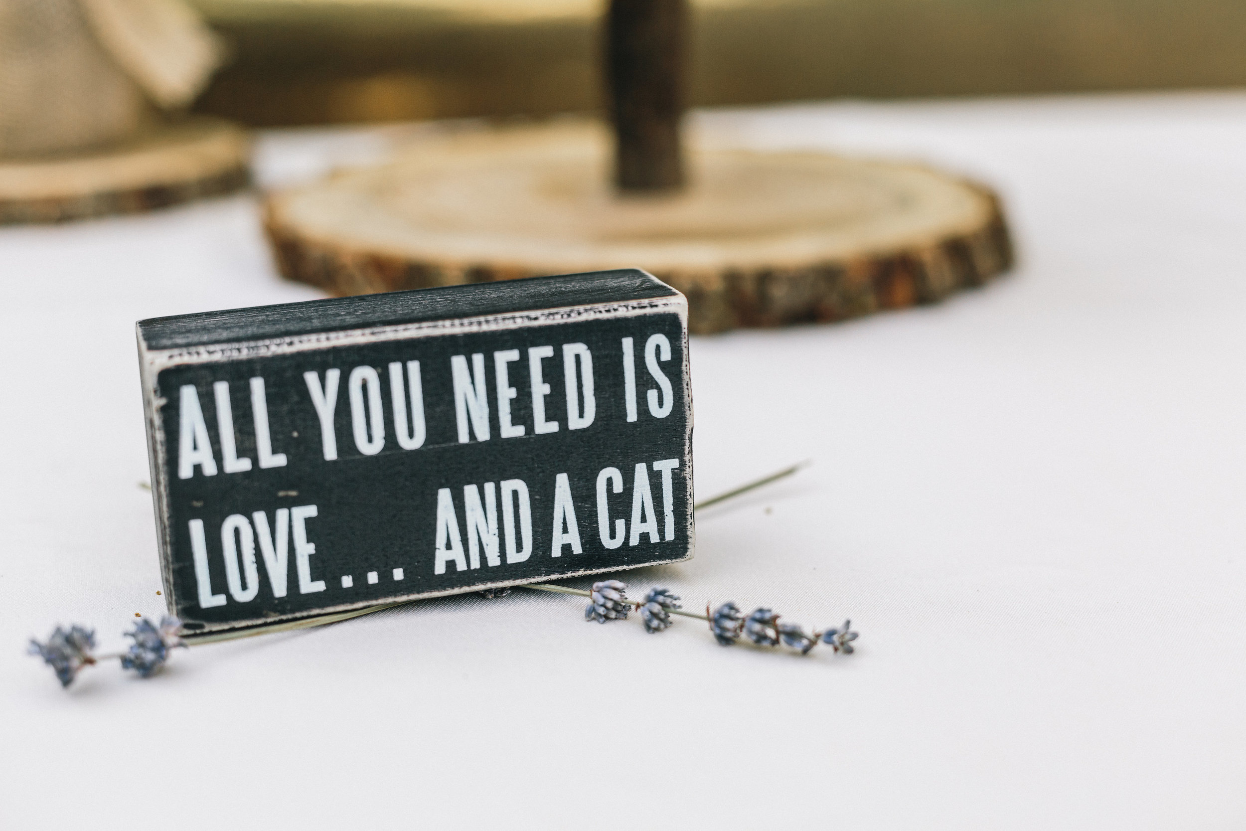 cat-lover-wedding-cats-wedding-ivory-and-beau-savannah-wedding-planner-savannah-event-designer-cat-wedding-decor-all-cat-signs-incorporate-cats-into-your-diy-wedding.jpg