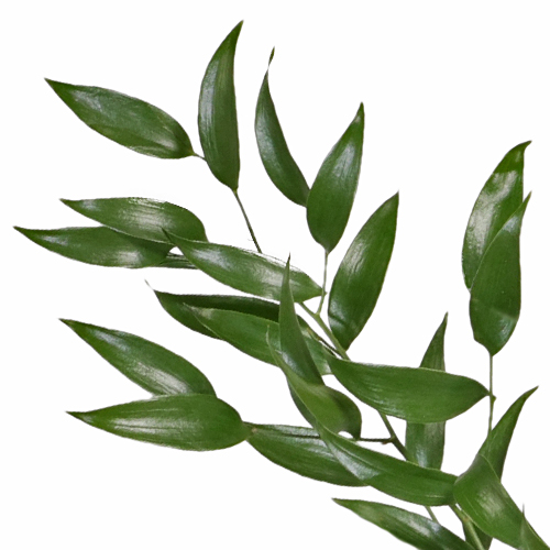 Italian_Ruscus_Single_Stem_Close_Up_500_8518ad38.jpg