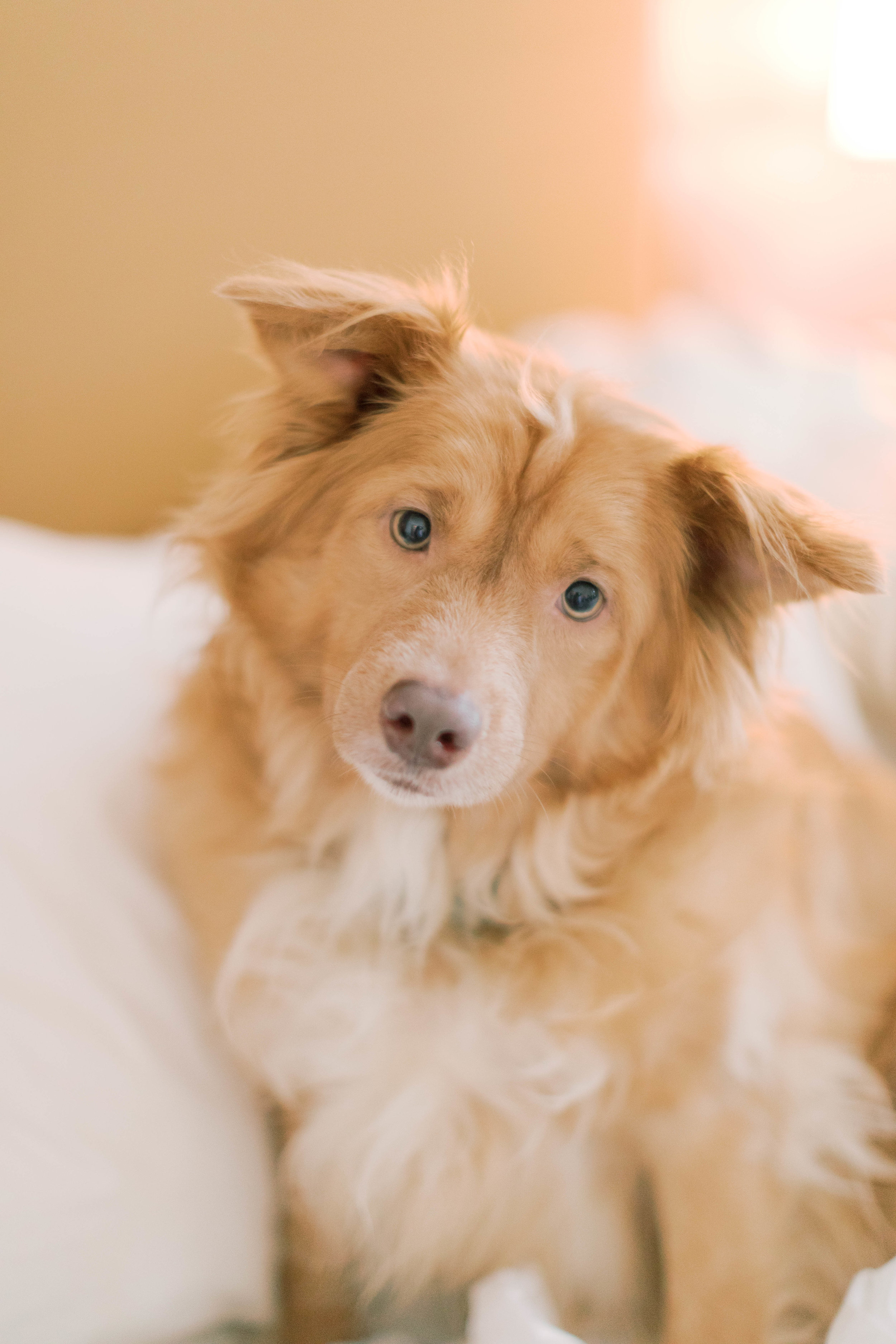  ivory-and-beau-wedding-holly-and-mike-how-to-incorporate-dogs-into-your-wedding-day-pastel-wedding-inspo-savannah-wedding-inspiration-bright-wedding-flowers-southern-wedding-style-savannah-classic-wedding-flower-crown-wedding-classic-southern-weddin