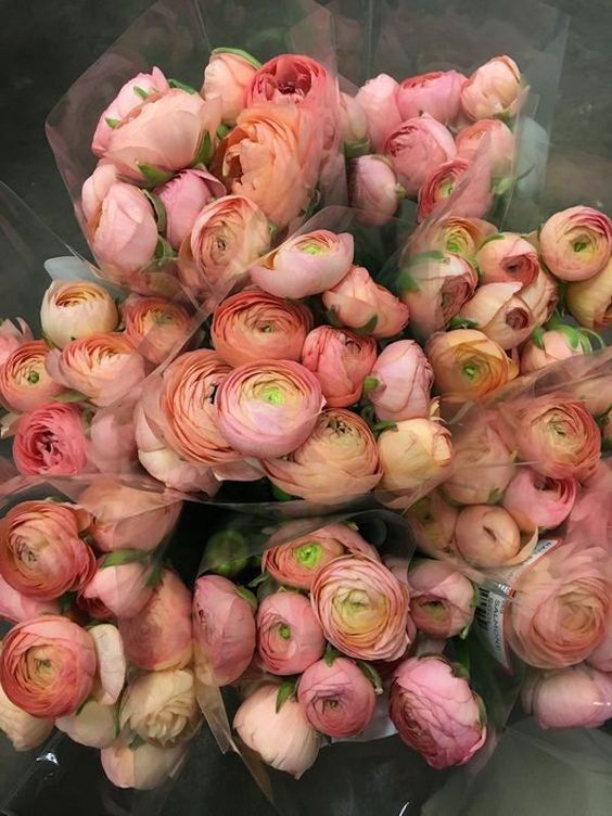 Ranunculus 